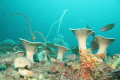 Alice's underwater wonderland... 