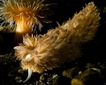 Shaggy Mouse Nudibranch 