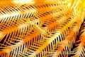 "gold" 