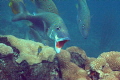 White Grunt seeking cleaning from juvenile Porkfish near the Big Coral Knoll off the beach in Fort Lauderdale. 