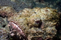 Spotted Scorpionfish at the Fish Camp Rocks off the beach in Fort Lauderdale. 