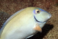 Ocean Surgeonfish on the Big Coral Knoll off the beach in Fort Lauderdale. 