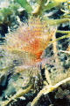 A fragile fan worm among sea weeds 