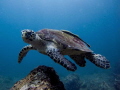 Hawks-Bill Turtle with a sucker Fish taken while scuba diving at the Marine National Park Phi Phi Islands 