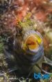 Seaweed Blenny taken at only 15 feet in Trinidad. 

Taken with Nikon D7000 with 60 mm Macro | Dual Ikelite DS 161 | 1/250 s | f18 | ISO 100 