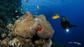 Finding Nemo 