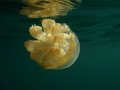 endemic for palau 