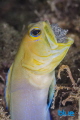 Yellowhead Jawfish brooding eggs in mouth.

Taken at 25 feet after waiting about 50 minutes for the jawfish to emerge from its hole. I used a Tokina 100 mm Macro lens that afforded me some distance.
 