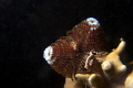 Christmas Tree Worm on Fire Coral at the Big Coral Knool off the beach in Fort Lauderdale. 