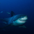 Great White...shot taken from bottom cage at the Neptune Islands off Sth Australia on liveaboard with Rodney Fox Shark Expeditions. 