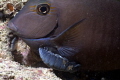 Cymothoid Isopod affixed to a Doctorfish on the Big Coral Knoll off the beach in Fort Lauderdale. 