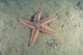 Astropecten spiny sea star on the silty bottom of Mahurangi Harbour 