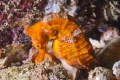 Orange Sea Horse, Acapulco Mexico 