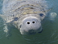 Curious manatee at the Wakulla river 