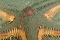 Astropecten spiny sea star 