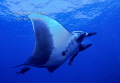 Manta Ray Dance, San Benedicto Mexico 