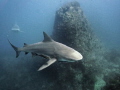 In July 2012, for the first time in anyone's memory, we had a group of Bull Sharks turn up at prime dive site Sail Rock.
Shooting in natural light, i finally managed to capture a shot with a pinnacle in the background using my Sony Nex-5 and kit ... 