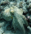 Octopussy 