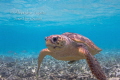 Cahuama Turtle, Hol Chan Belize 
