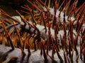 Night dive close up of a Crown of Thorn starfish. 