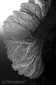 Shadow and Light 