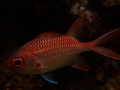 Soldierfish sp. Truk Lagoon, Sony Rx 100 in Nauticam housing.
ISO 125 f/11 1/640 