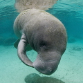 Manatee kiss 