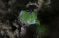 green shrimp...... 