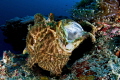 Giant Frogfish having a yawn, using the tokina and teleconverter for a wide angle macro effect 