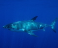 4m Great White, shot taken at the Neptune Islands South Australia 