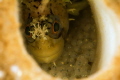 Decorated War Bonnet on eggs in a Boot Sponge. Taken on a Canon T2I in a Aquatica housing with a Canon 100mm Macro. 