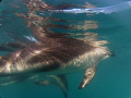Dolphin reflections 