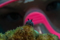 close-up encounter. A junior  diver inspects a pustule nudibranch off the shores of Maui, Hawaii. 