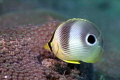 Juvenile Foureye Butterflyfish at the Fish Camp Rocks off the beach in Fort Lauderdale. 
