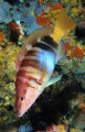 Colori 