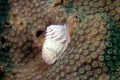 Christmas Tree Worm on Coral at the Big Coral Knoll off the beach in Fort Lauderdale. 