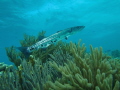 Barracuda on the reef, Bonaire 