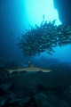 White tip in Dos Amigos Grande tunnel 