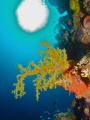 Yellow Soft Coral, Truk Lagoon 