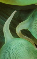 Bubble coral 