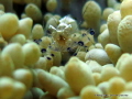 At home in the Anemone
 