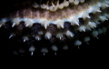 the arm of a spiny starfish 
