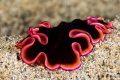 A Flatworm in Ambon. 