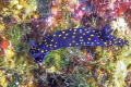 Nudibranch, la Paz Mexico 