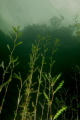 Quarry Vegetation 2, local quarry dive. 