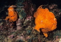Tow Frog Fish, Isla Coco Costa Rica 