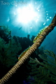 Gobies in the Forest: Tokina 10-17 + Kenko Tele, NOT a Double Exposure: F20, 1/320, ISO 100. 