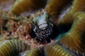 Blenny 2 