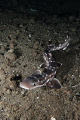 Coral Cat shark. Sony RX-100. Komodo National Park. 