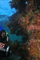 Diver approaching wall covered with Ecklonia kelp 